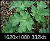 Plant ID please - suspected to be "Cow parsnip"-dsc05817-large-.jpg