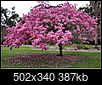 Can you help ID this beautiful tree-screen-shot-2020-04-26-4.20.27