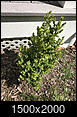 Identify this shrub?-img_6027-2.jpg