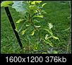 Dwarf Chinquapin Oak - leaves curling and black and white edges-img_20200607_165352.jpg