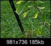 Dwarf Chinquapin Oak - leaves curling and black and white edges-img_20200607_165352b.jpg