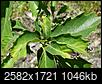 Dwarf Chinquapin Oak - leaves curling and black and white edges-dsc00304b.jpg