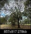 Please help me I'd this tree-tree-3-1-.jpg