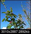 My apple trees I planted from seeds are finally flowering!-ec44bce3-1f1c-4d70-83a1-0cbe6ea5c0d4.jpeg
