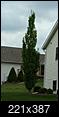 Can anyone identify this tall, narrow tree???-tree-monroe-2-.jpg