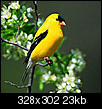 Birds at your feeders now?-goldfinch.jpg