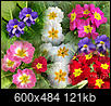 My Primroses-primroses-collage.jpg