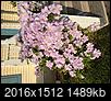 overgrown clematis-img_3155.jpg