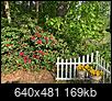 HELP, PLEASE! How do I fix this out-of-control line of rhododendrons?-side_yard_rhody_clean-up_may-2023_05.jpg