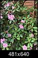 HELP, PLEASE! How do I fix this out-of-control line of rhododendrons?-rhody_just_outside_inset_porch_in_bloom_with_bees_may-2023.jpg