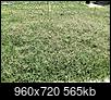 Ultimate Lawn Program For The Best Lawn On The Block-5-30-23-5-.jpg