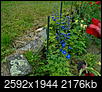 What's wrong with these two delphiniums?-dsc00797.jpg