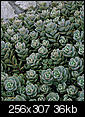 Plant Experts (or novices), help me out, what plant can I use?-sedum.jpg