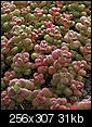 Plant Experts (or novices), help me out, what plant can I use?-sedum-2.jpg