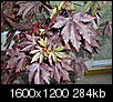 acetosella hibiscus-red-hibiscus-004.jpg