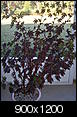 acetosella hibiscus-red-hibiscus-003.jpg