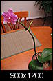 Orchid question-picture-004.jpg