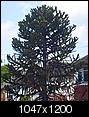 What type of pine is this?-s7002073_edited.jpg