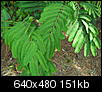 What plant is this?-may-anchor-point-114.jpg