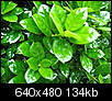 What plant is this?-may-anchor-point-194.jpg
