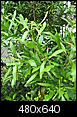 What plant is this?-may-anchor-point-218.jpg