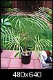 Growing palm trees and other (sub)tropical plants up north.-d.-baronii.jpg