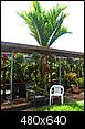 Growing palm trees and other (sub)tropical plants up north.-palms-gallery.jpg