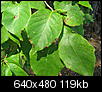 Do you know any of these plants?-leaf1.jpg