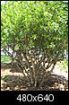 Pruning trimming and shaping-wax-myrtles.jpg