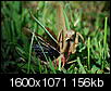 Angry Prying Mantis pictures-pics-149.jpg