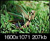 Angry Prying Mantis pictures-pics-150.jpg