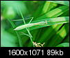 Angry Prying Mantis pictures-nikon-565.jpg