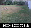 Patch of lawn is turning yellow-img00001.jpg