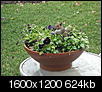 squirrels are eating my pansies-picture-003.jpg