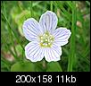 Woodland flower ID needed-wood-sorrel-4.jpg