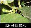 All Vegetable Gardening-bugs-fig-001.jpg