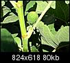 All Vegetable Gardening-bugs-fig-003.jpg