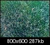 Bermuda grass looks different!-bermudagrass_different.jpg