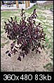 Any help? Plants seem to be dying...-plants-039.jpg