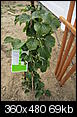 Any help? Plants seem to be dying...-plants-041.jpg