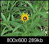 Daisy, sunflower or weed?-unknown-flower.jpg