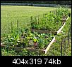 All Vegetable Gardening-sq-ft-garden.jpg