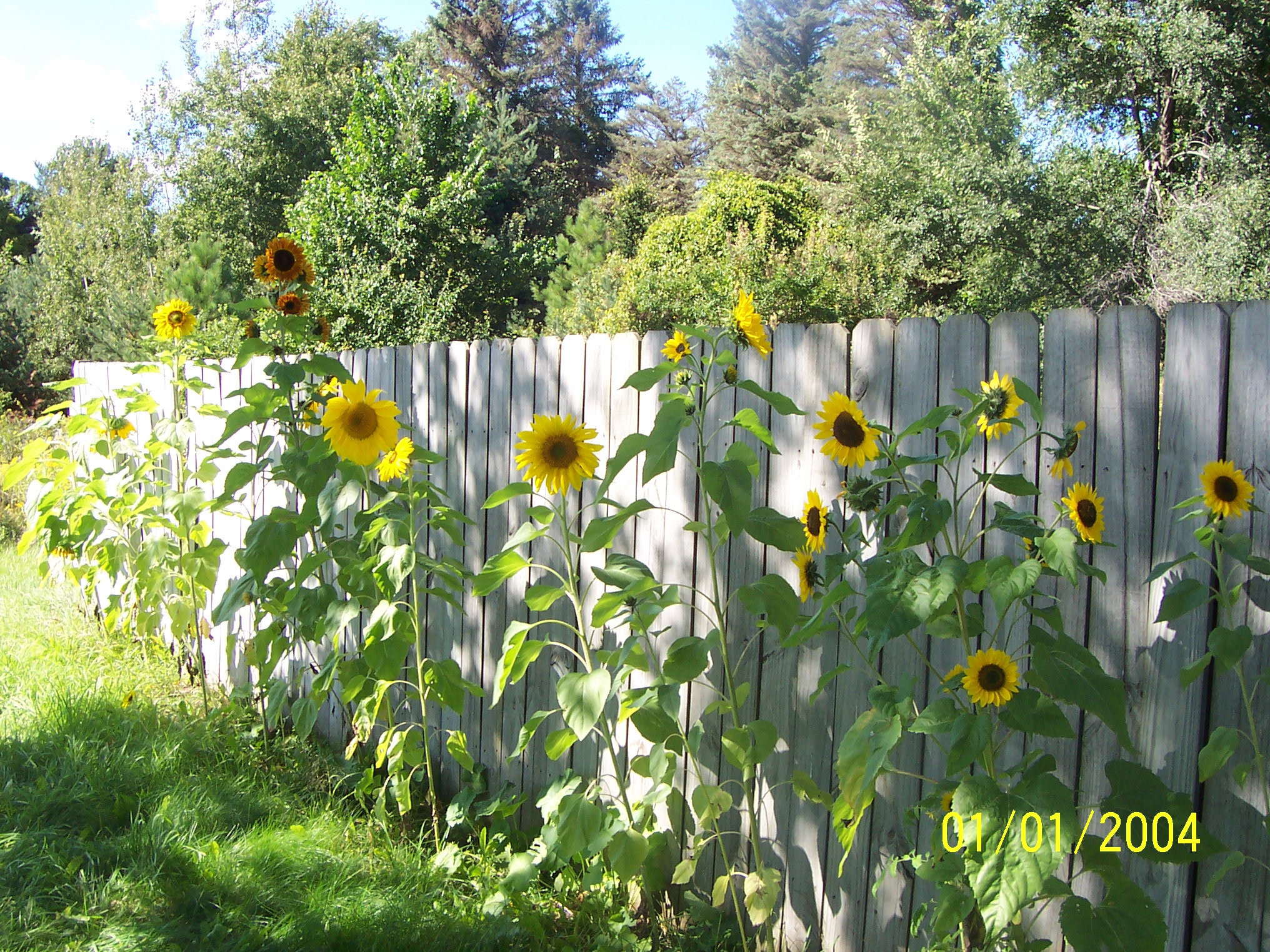 sunflower pics (flowers, growing, concrete, backyard) - garden
