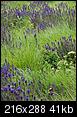 please id flowers and grass-sony_cybershot_-eng-landscape-dsc_hx9v_45-1-copy.jpg