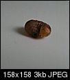 brown caterpillar-2-740c470f-995730-800.jpg