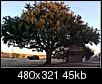 Need trees! Which cities in TX, AZ, NM, OK, AR, and LA-trimmed-live-oak.jpg