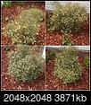 dying holly shrubs in alamance county. please help!-photogrid_1430670790802.jpg