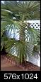 What Kind of Palm Trees?-camerazoom-20120426085549527.jpg