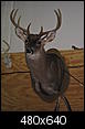 Your biggest Buck this year?-deer4.jpg