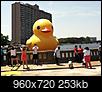 Has anyone seen "THE DUCK"....pictures?-035.jpg